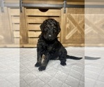 Small Photo #9 Aussiedoodle Puppy For Sale in CONWAY, MO, USA