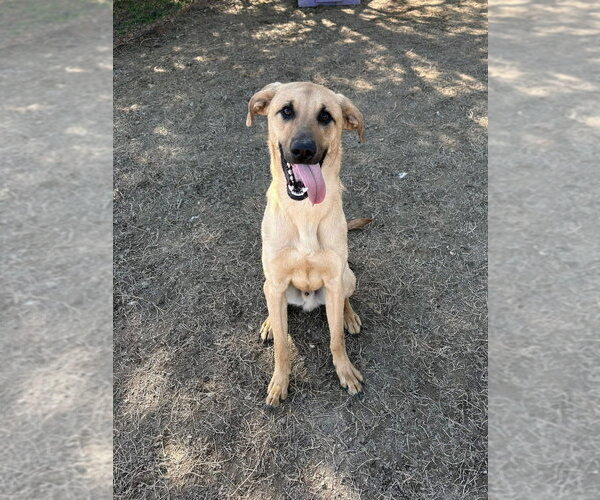 Medium Photo #2 Mastador Puppy For Sale in Evansville, IN, USA