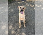 Small #1 Mastador