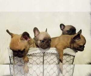 French Bulldog Puppy for sale in BALDWIN PARK, CA, USA