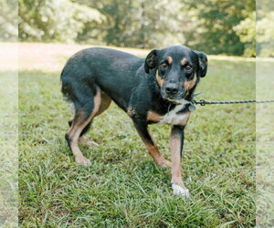 Bubbles - Female Greater Swiss Mountain Dog-Labrador Retriever Mix Dog for Adoption - Photo #4