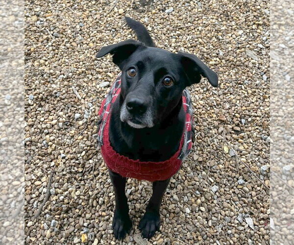 Medium Photo #2 Mutt Puppy For Sale in Anniston, AL, USA