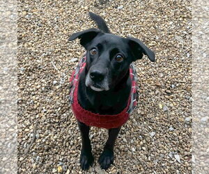 Zanny - Female Mutt Dog for Adoption - Photo #2