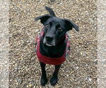Small Photo #2 Mutt Puppy For Sale in Anniston, AL, USA