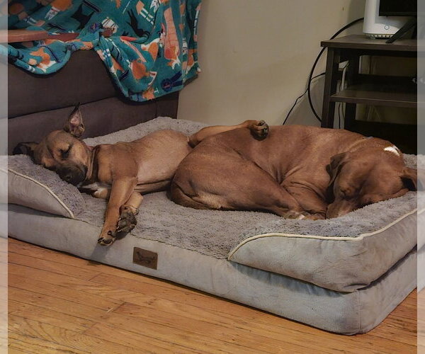 Medium Photo #25 Mutt Puppy For Sale in Mount Laurel, NJ, USA