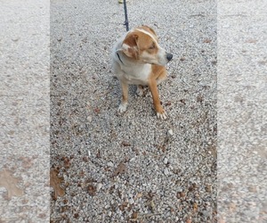 Colonial Cocker Spaniel-Retriever  Mix Dogs for adoption in Frenchburg, KY, USA