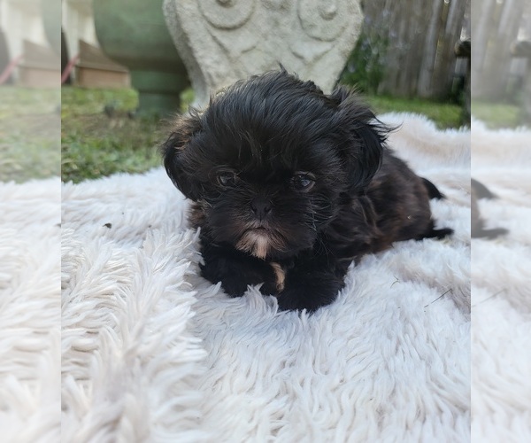 Medium Photo #11 Shih Tzu Puppy For Sale in BRANDON, FL, USA