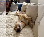 Small #16 Labrador Retriever Mix