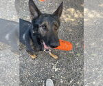 Small #1 German Shepherd Dog