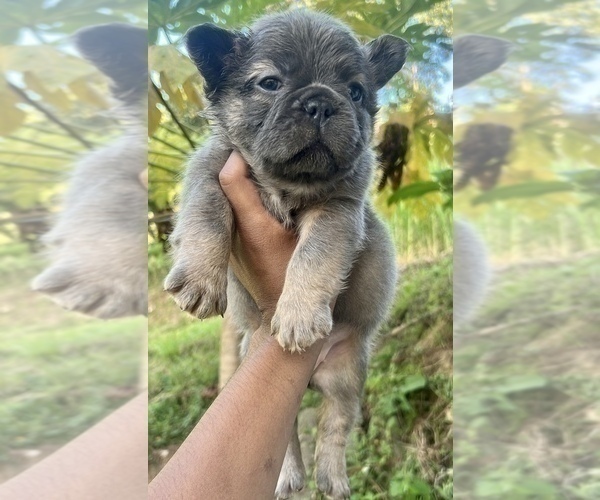 Medium Photo #9 French Bulldog Puppy For Sale in CHARLOTTESVILLE, VA, USA