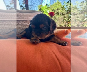 Medium Cavalier King Charles Spaniel