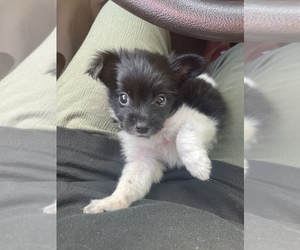 Chihuahua Puppy for sale in COVINGTON, KY, USA