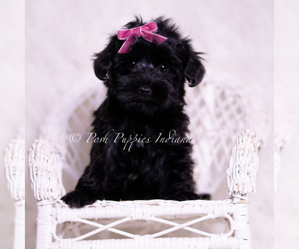 Medium Photo #19 Yorkipoo Puppy For Sale in WARSAW, IN, USA