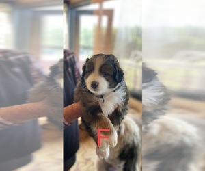Aussiedoodle Miniature -Miniature Australian Shepherd Mix Puppy for sale in LYNCH STATION, VA, USA