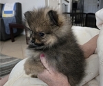 Small #6 Pomeranian