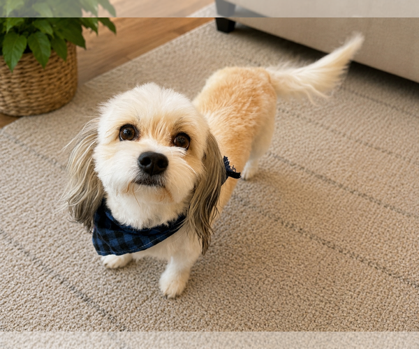 Medium Photo #2 Hava-Apso Puppy For Sale in Phoenix, AZ, USA