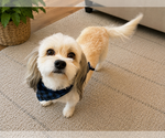 Small #1 Hava-Apso