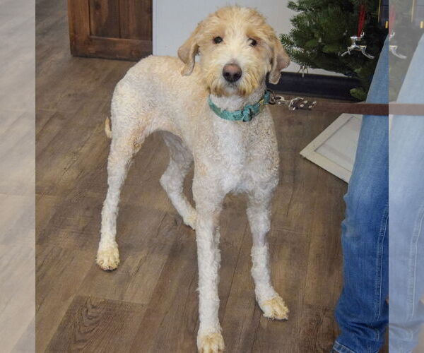 Medium Photo #6 Mutt Puppy For Sale in Huntley, IL, USA