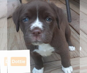 Boxer-Unknown Mix Dogs for adoption in Hinton, WV, USA