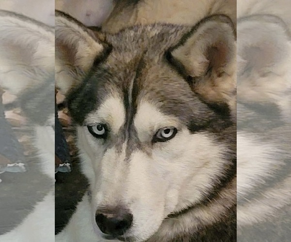 Medium Photo #2 Siberian Husky Puppy For Sale in Cedar Crest, NM, USA