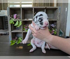 Medium Great Dane