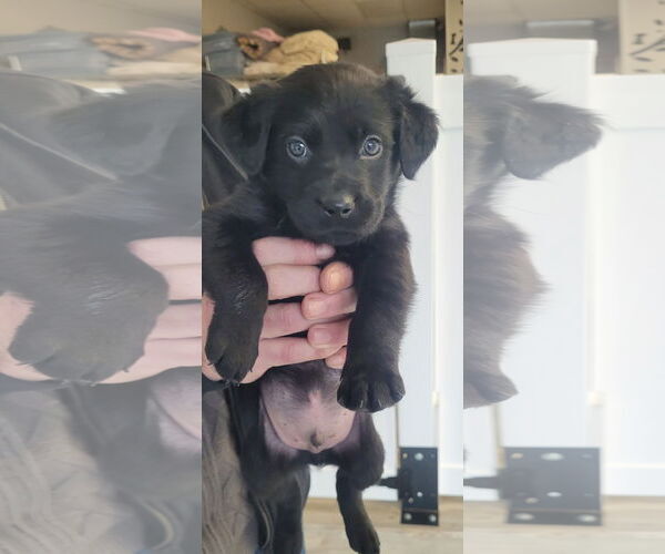 Medium Photo #1 Labrador Retriever Puppy For Sale in Jenkintown, PA, USA