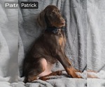 Small Photo #6 Doberman Pinscher Puppy For Sale in POMEROY, OH, USA