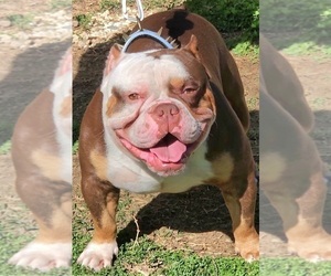 Father of the American Bully puppies born on 04/23/2026