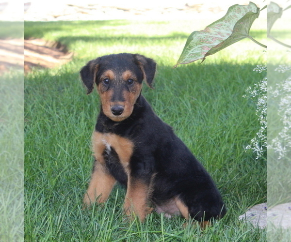 Medium Photo #1 Airedale Terrier Puppy For Sale in HOLTWOOD, PA, USA