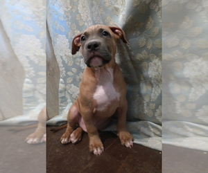 American Pit Bull Terrier Puppy for sale in POPLAR BLUFF, MO, USA