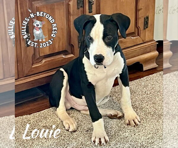 Medium Photo #2 Great Dane-Staffordshire Bull Terrier Mix Puppy For Sale in Omaha, NE, USA