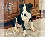 Small #1 Great Dane-Staffordshire Bull Terrier Mix