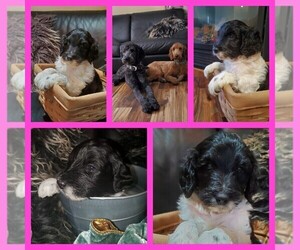Double Doodle Puppy for sale in AURORA, CO, USA