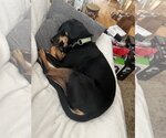 Small Photo #4 Miniature Pinscher-Unknown Mix Puppy For Sale in Herndon, VA, USA