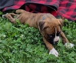 Small #4 Boxer