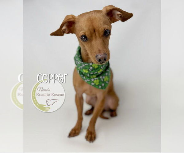 Medium Photo #3 Chiweenie Puppy For Sale in Benton, LA, USA