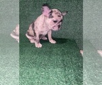 Puppy 2 French Bulldog
