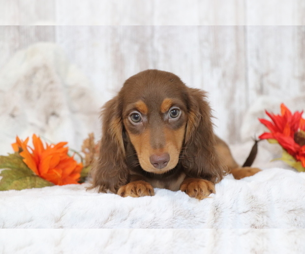 Medium Photo #2 Dachshund Puppy For Sale in SHILOH, OH, USA