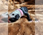 Small Photo #113 Sheepadoodle Puppy For Sale in LEHI, UT, USA