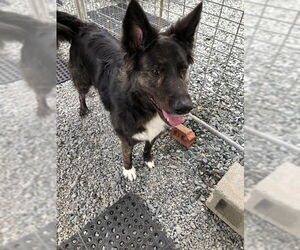 Walter - Male Border Collie-Unknown Mix Dog for Adoption - Photo #2