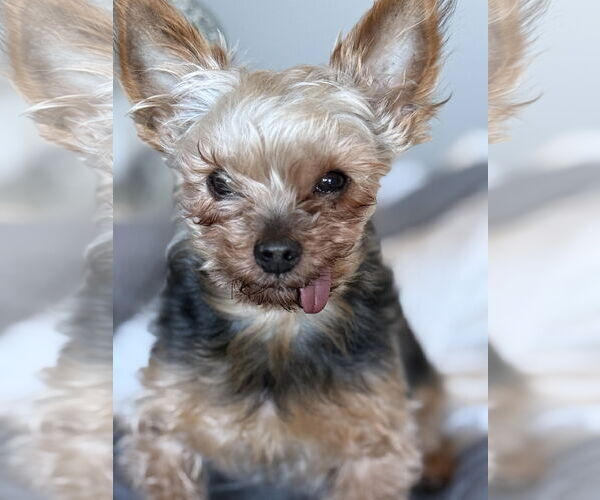 Medium Photo #2 Mutt Puppy For Sale in St. Louis Park, MN, USA