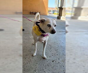 Chihuahua-Unknown Mix Dogs for adoption in San Diego, CA, USA