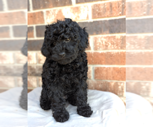 Cane Corso Puppy for sale in SPARTA, MO, USA