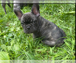 Puppy Puppy 1 French Bulldog