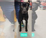 Small #2 Chinese Shar-Pei-Labrador Retriever Mix