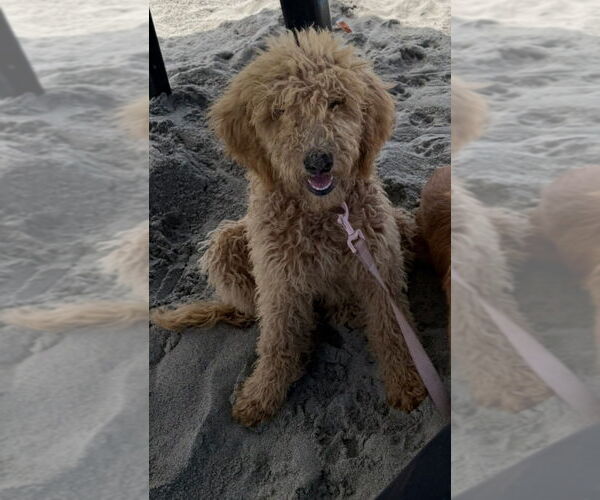 Medium Photo #2 Golden Retriever Puppy For Sale in Dana Point, CA, USA