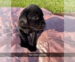 Small Photo #8 Labrador Retriever Puppy For Sale in MURRAY, IA, USA