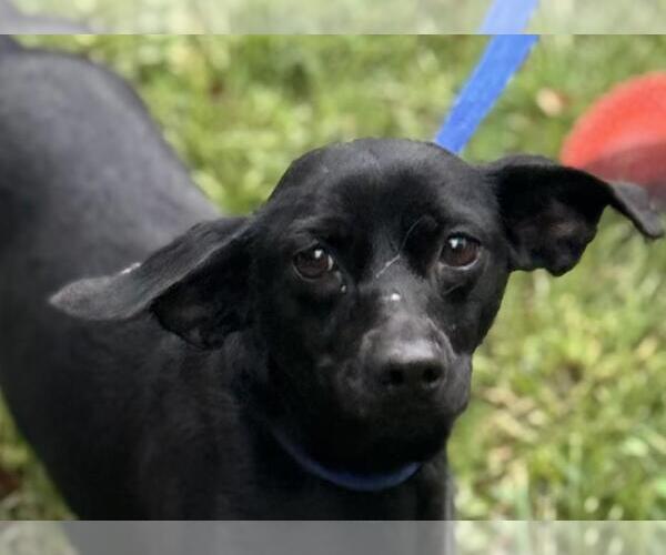 Medium Photo #7 Dachshund-Unknown Mix Puppy For Sale in Yardley, PA, USA