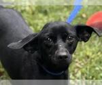 Small #6 Dachshund Mix
