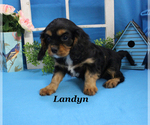 Small #14 Cavalier King Charles Spaniel